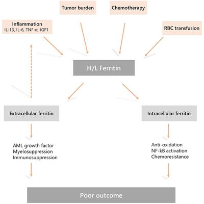 Clinical Implications of Inflammation in Acute Myeloid Leukemia